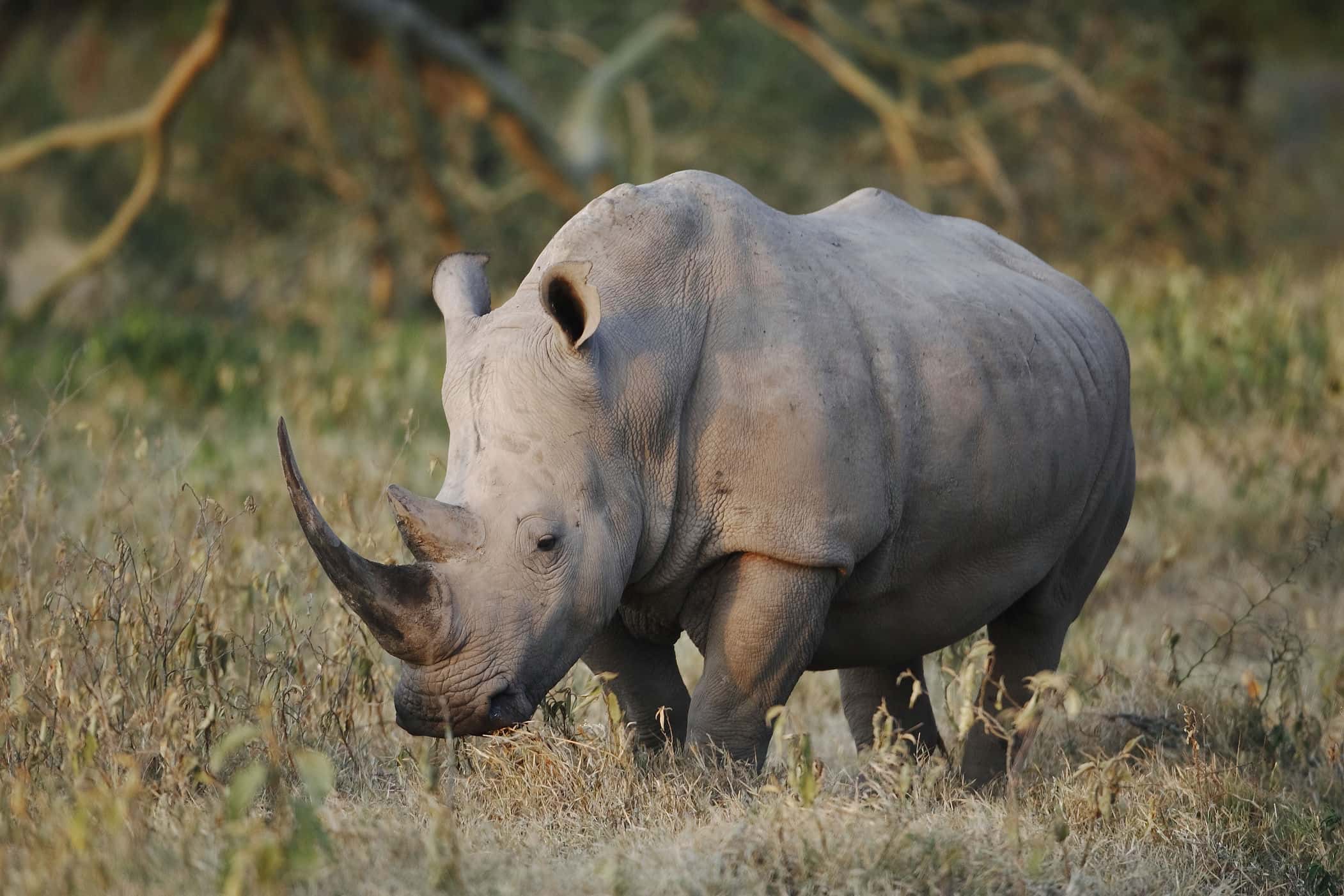 4-Day Fly-in & out Safari from Zanzibar - Gallery 4