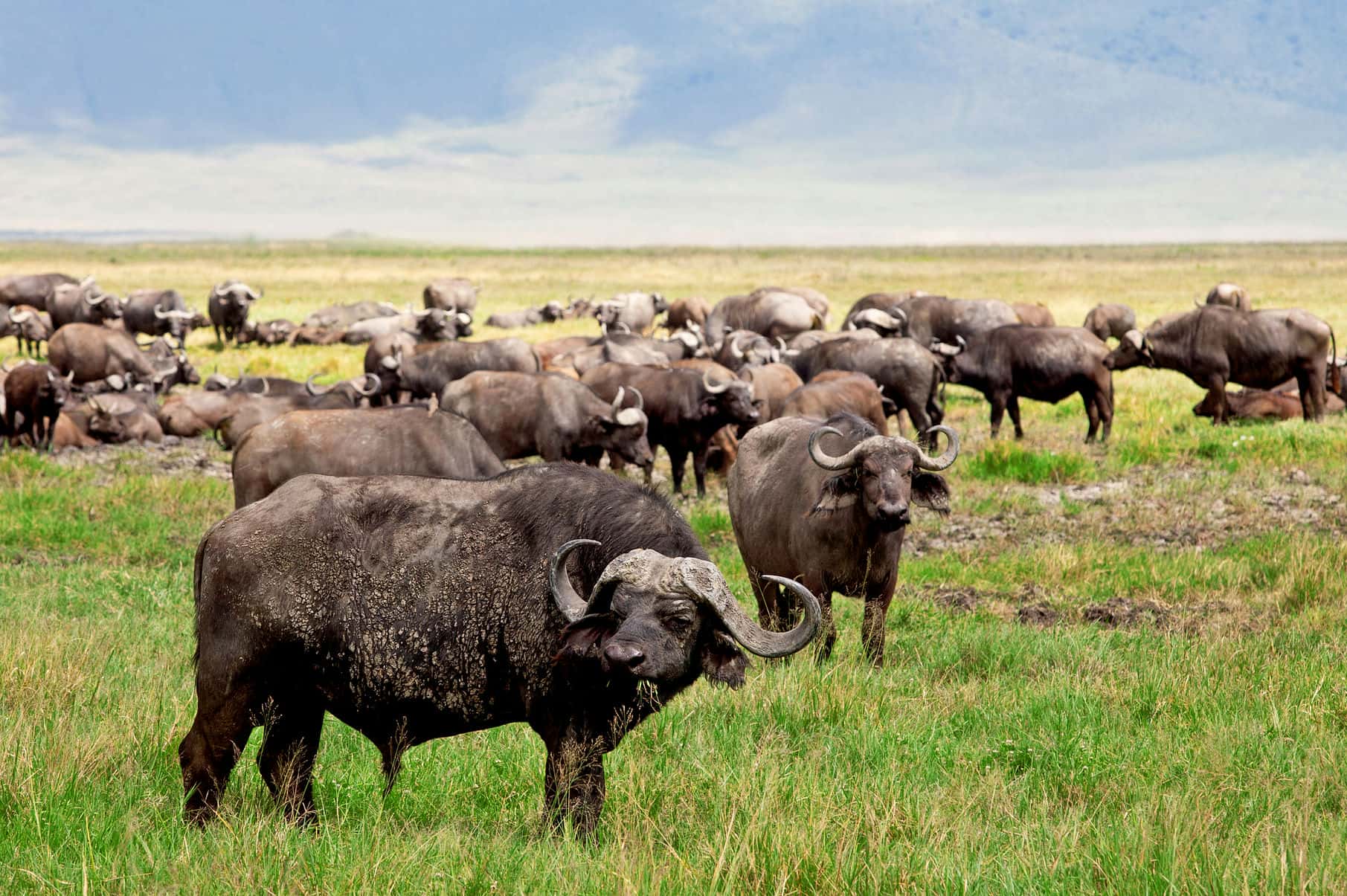 4-Day Fly-in & out Safari from Zanzibar - Gallery 3