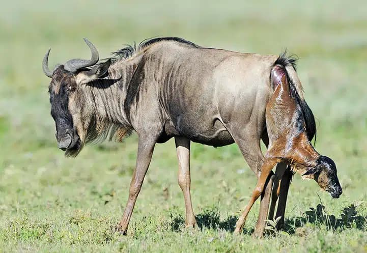 7-Day Best Value Ndutu Calving Migration Safari (Dec-Mar)
