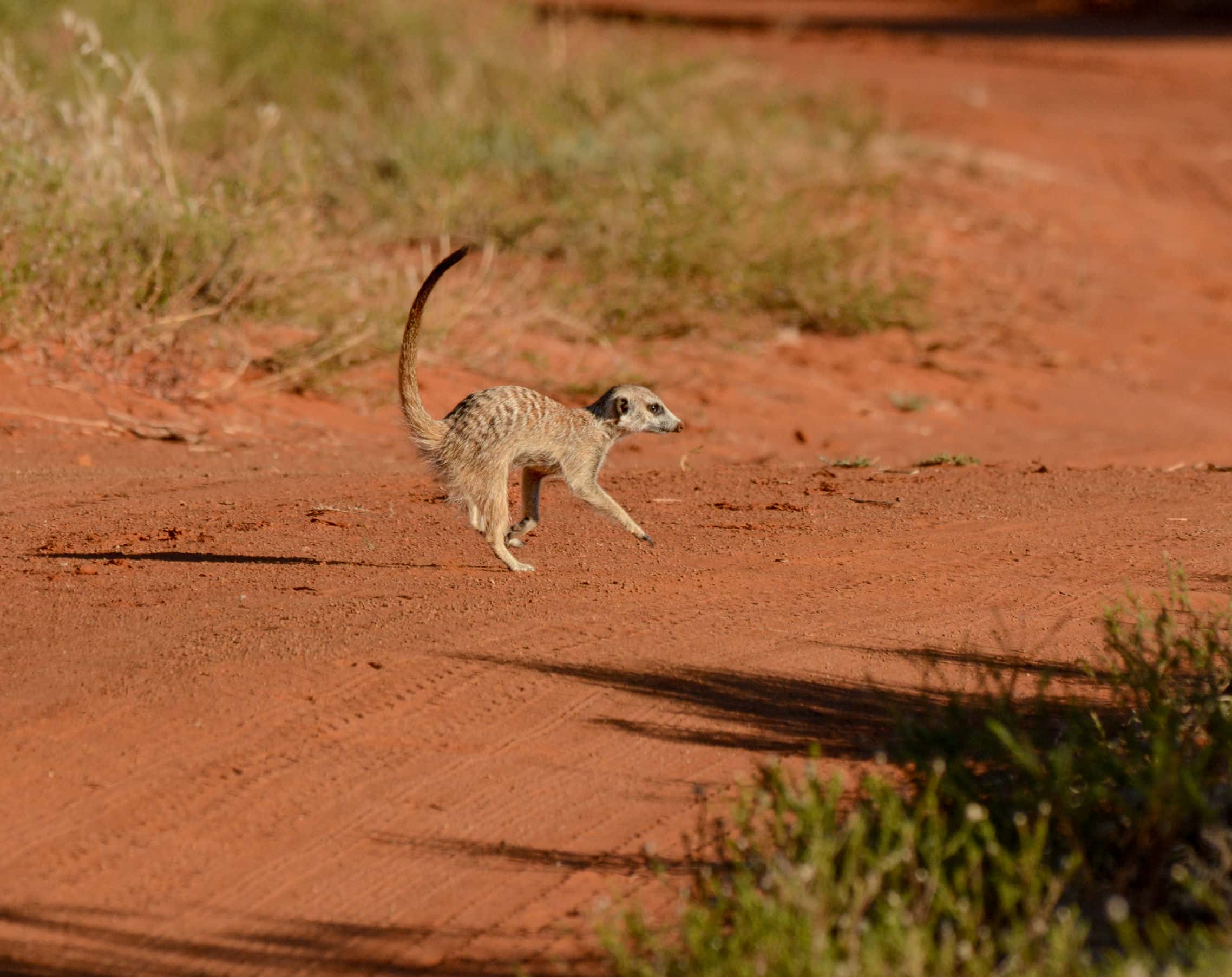 2-Day Tarangire & Ngorongoro Safari Escape - Gallery 4