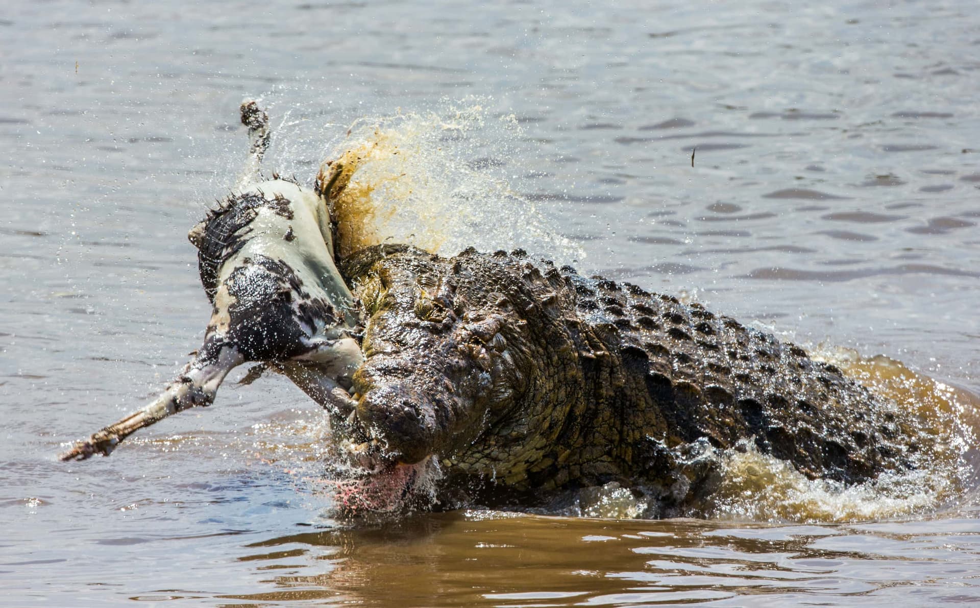 4-Day Fly-in & out Safari from Zanzibar - Main