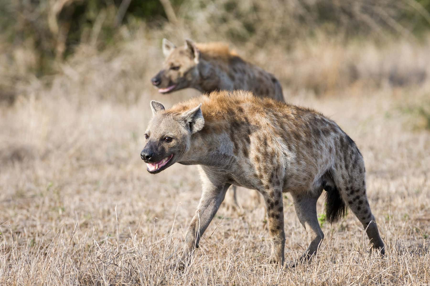 4-Day Fly-in & out Safari from Zanzibar - Gallery 2