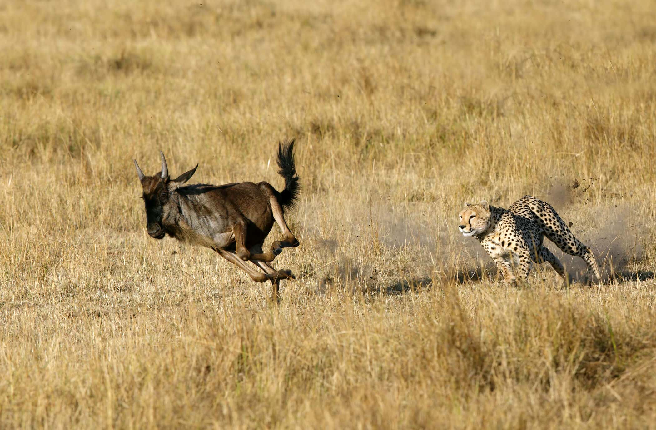 4-Day Fly-in & out Safari from Zanzibar - Gallery 1