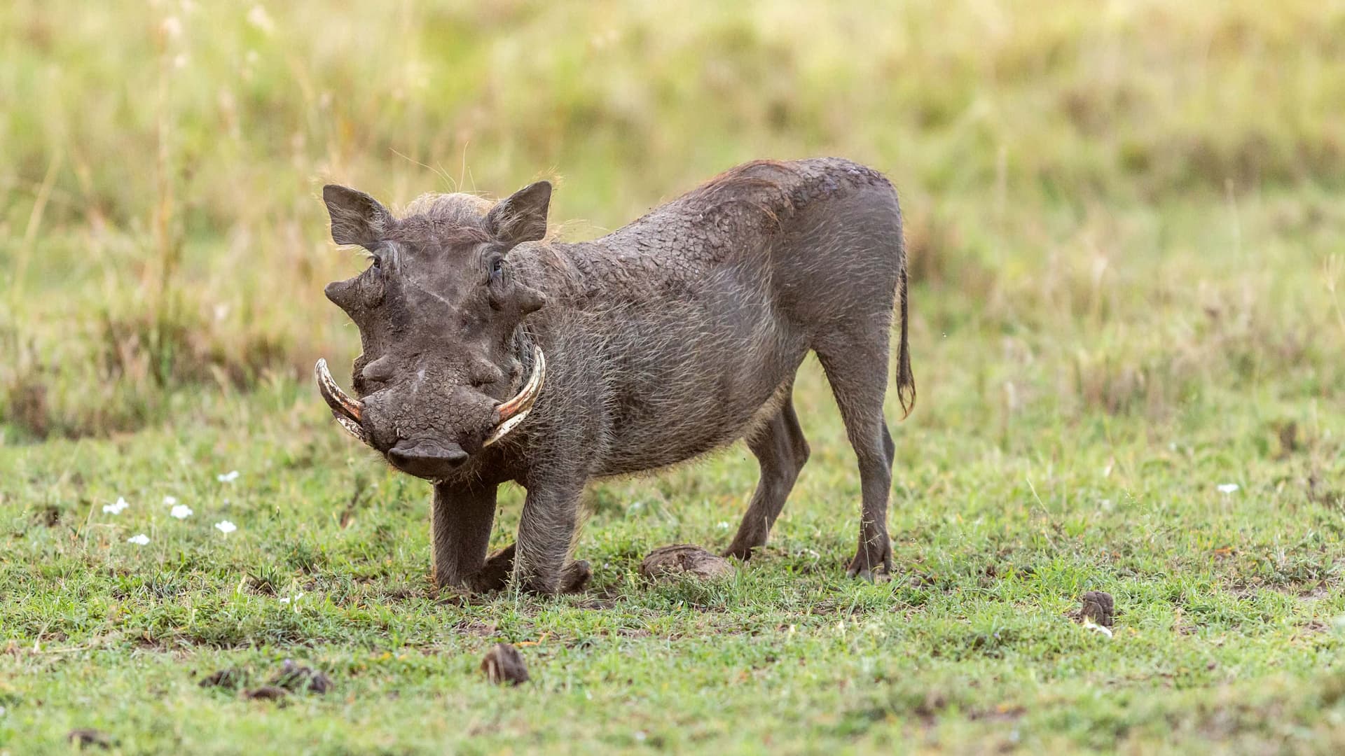 2-Day Tarangire & Ngorongoro Safari Escape - Gallery 2