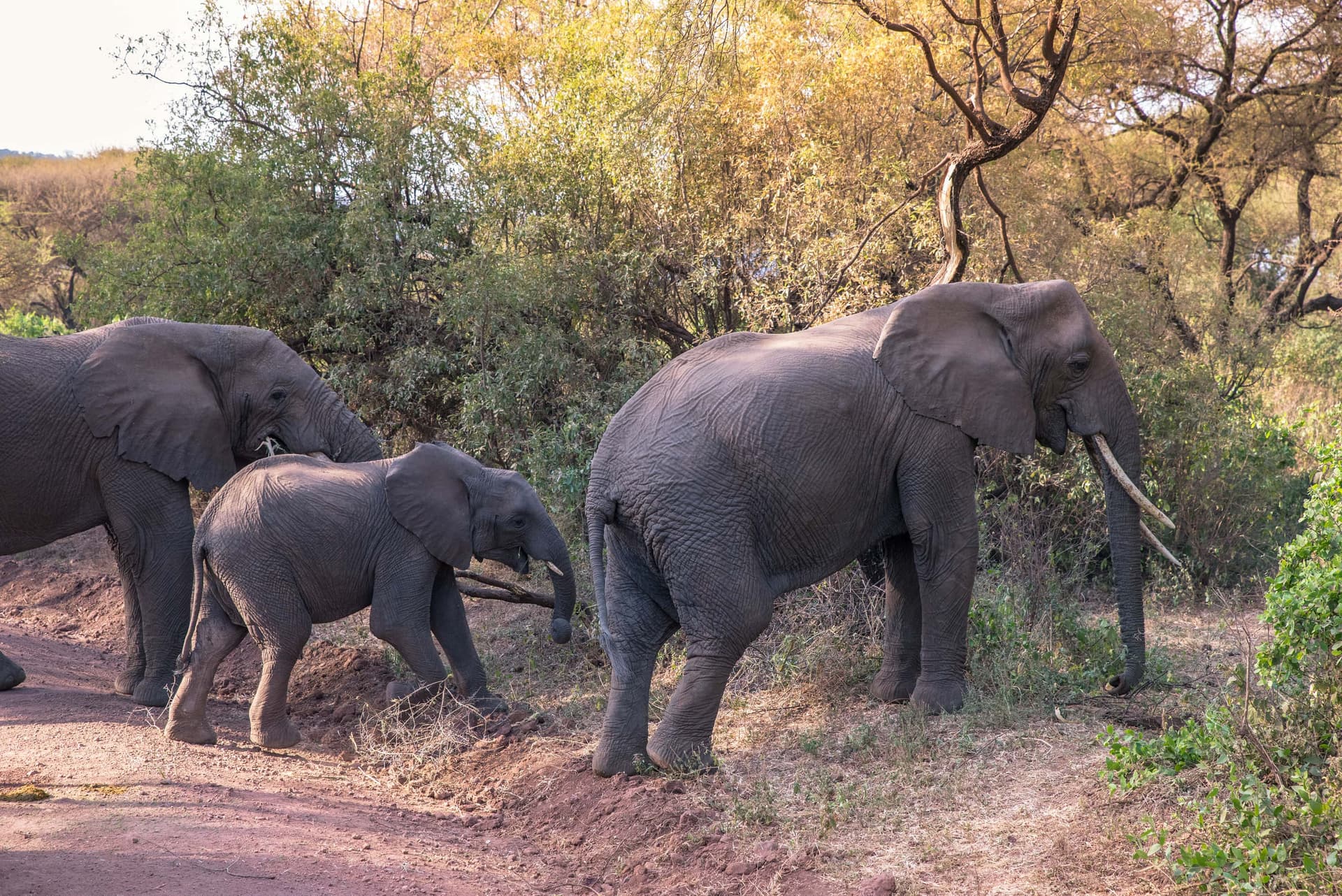 2-Day Tarangire & Ngorongoro Safari Escape - Gallery 1