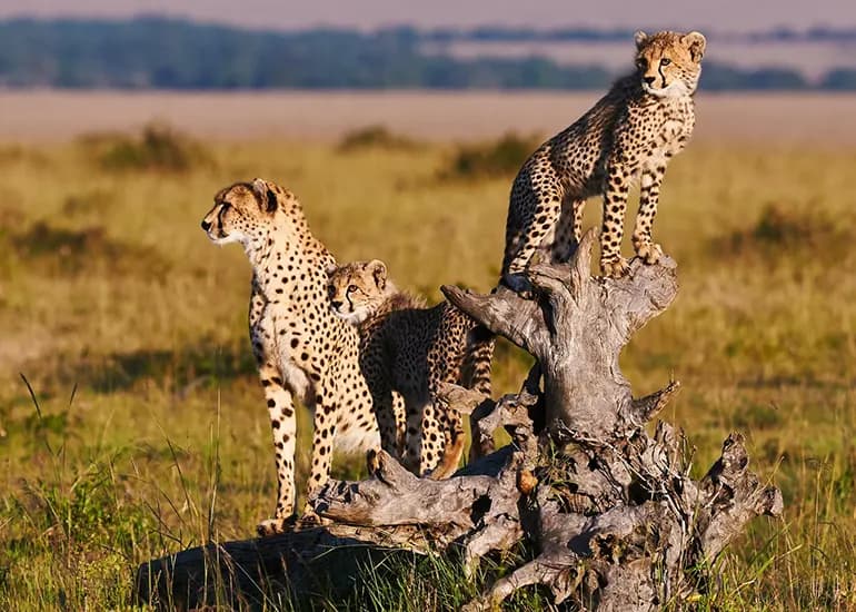 3-Day Tarangire, Ngorongoro Crater & Lake Manyara Safari