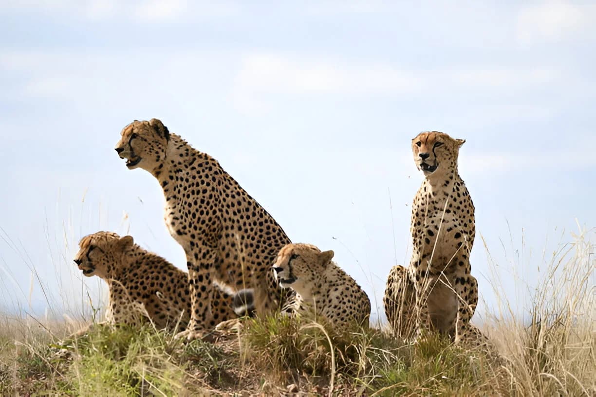 8-Day Tanzania Wildlife & Cultural Safari