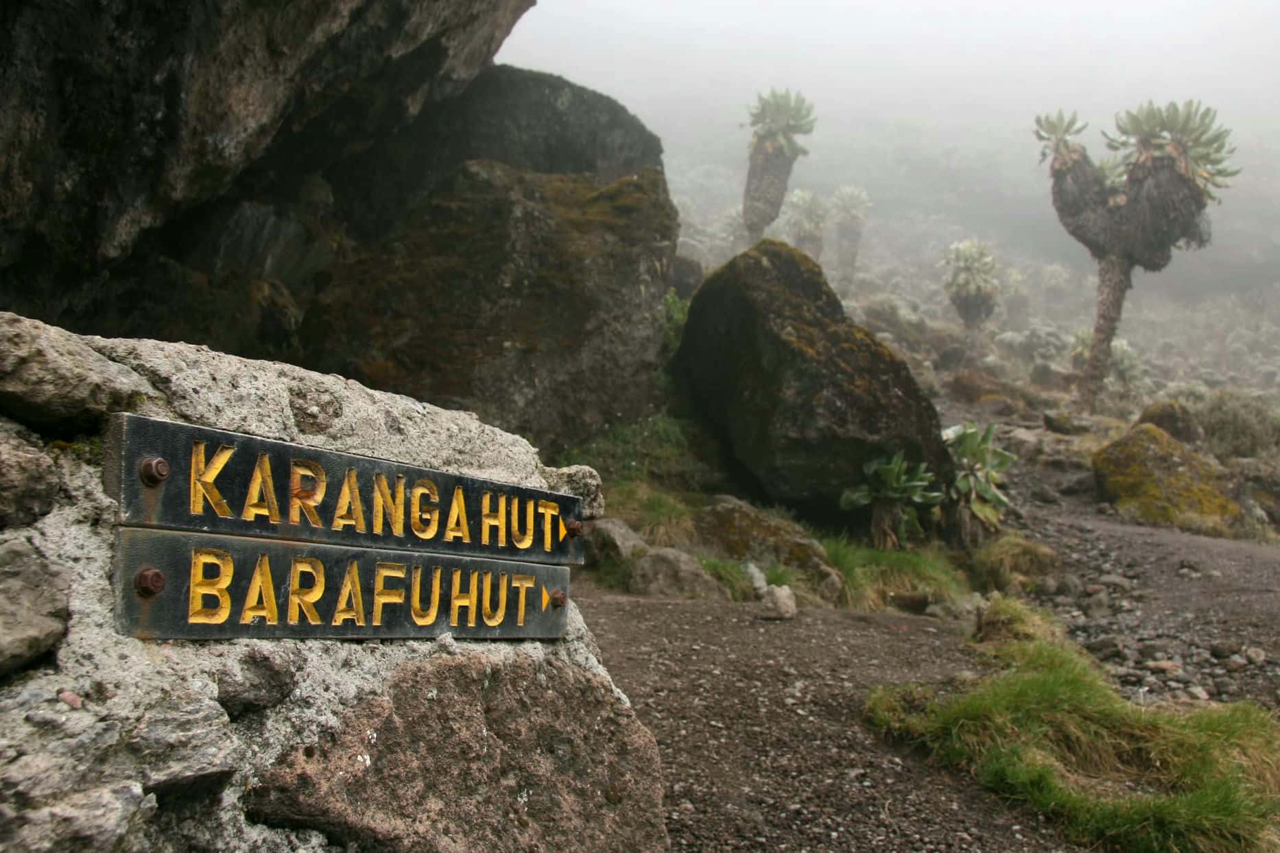 9-Day Kilimanjaro expedition Lemosho route - Gallery 4