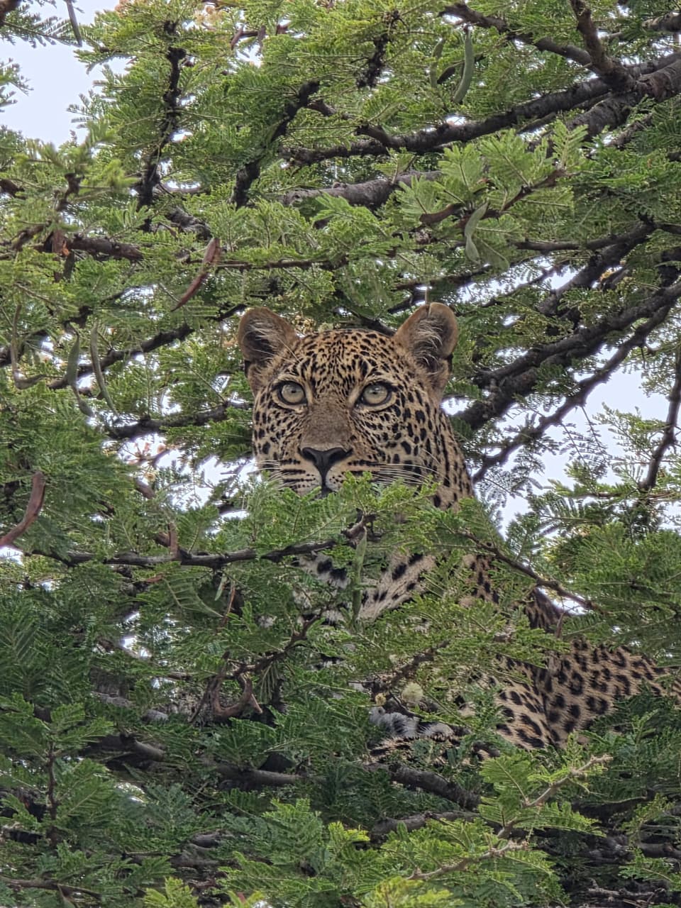 3-Day Masai Mara & Nairobi Classic Safari