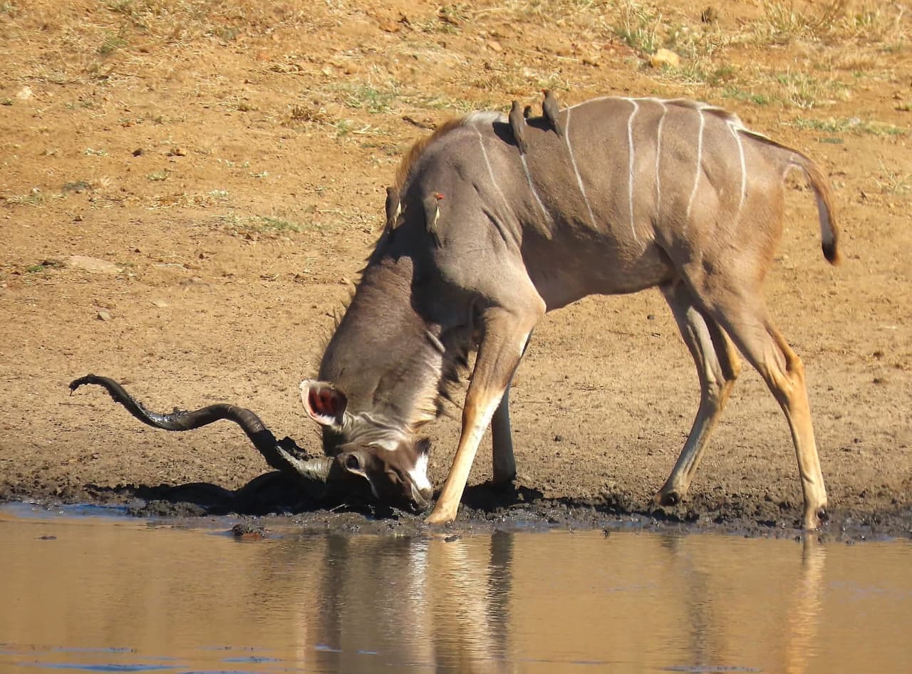 3-Day Samburu Special Five Adventure
