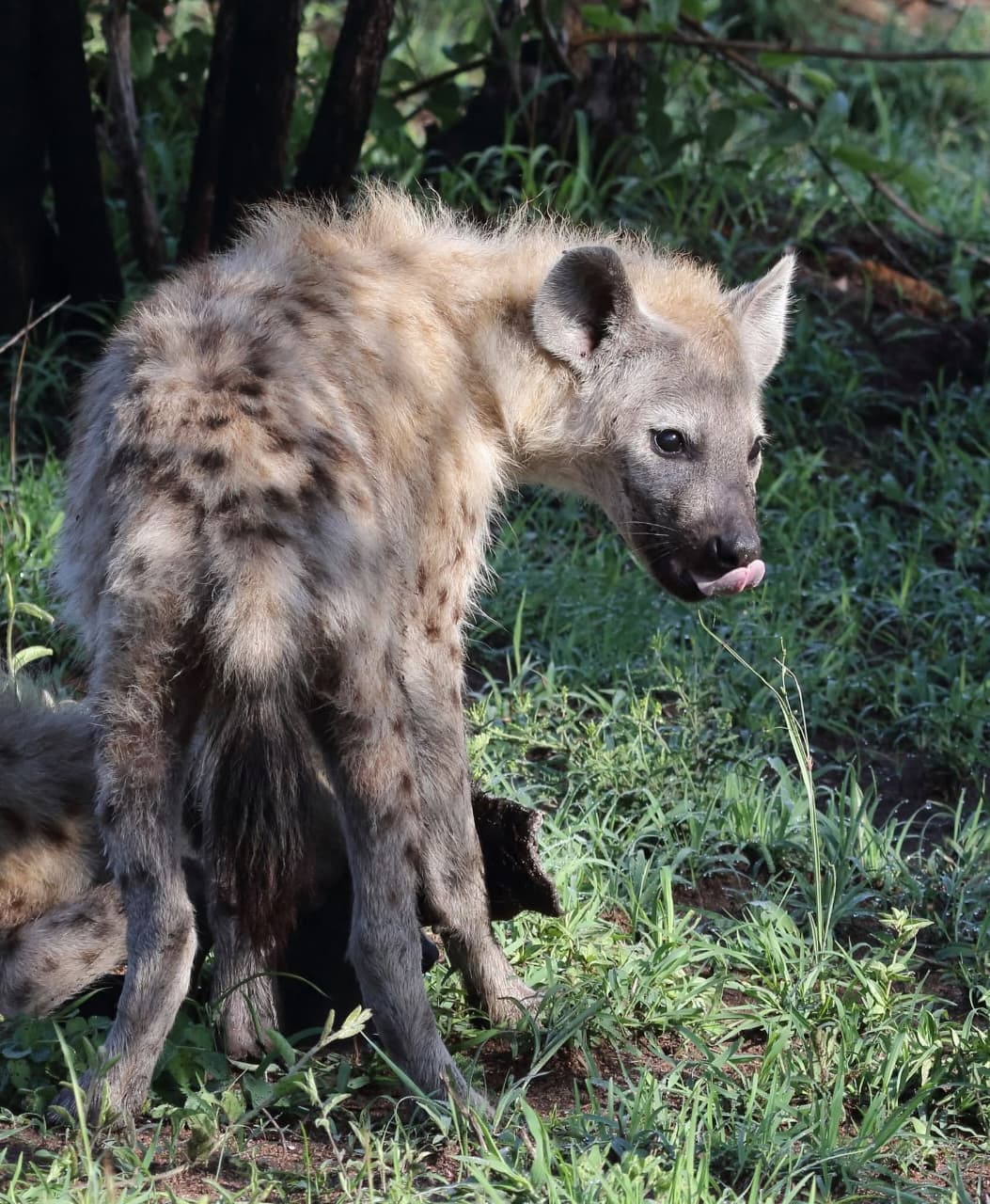 3-Day Masai Mara Private Budget Safari - Gallery 2
