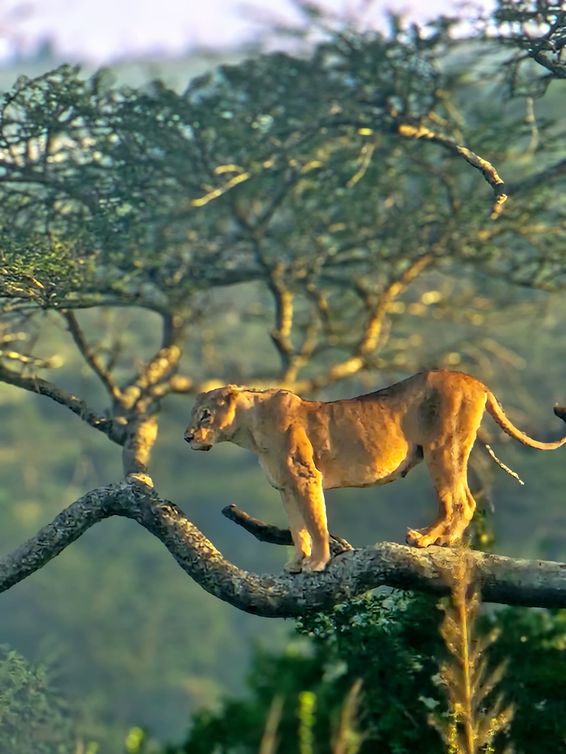 5-Day Masai Mara, Lake Naivasha & Amboseli Adventure