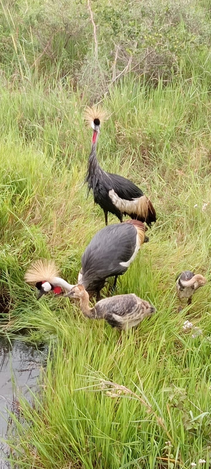 3-Day Day Amboseli and Tsavo West Safari Adventure - Gallery 4