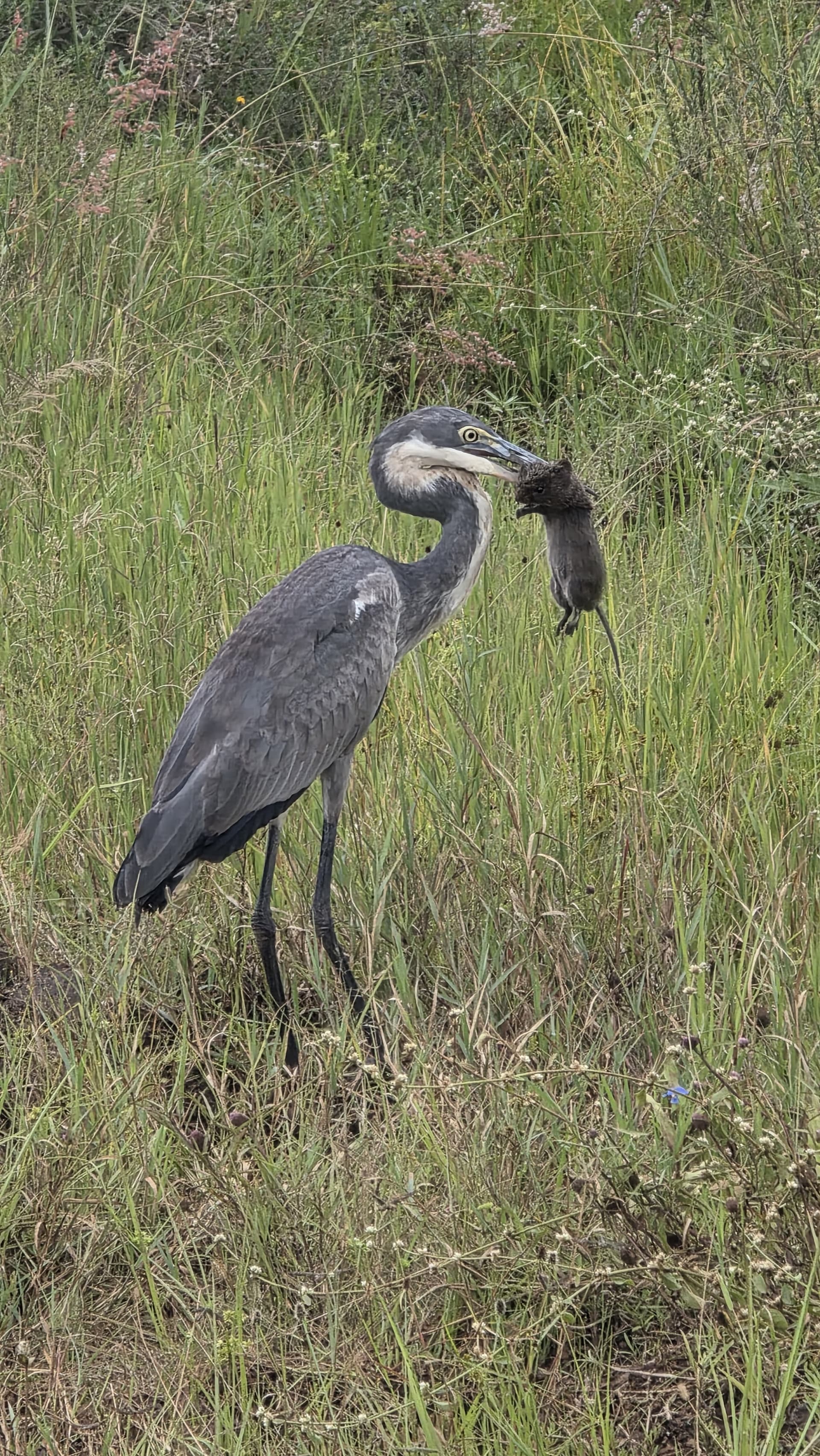3-Day Day Amboseli and Tsavo West Safari Adventure - Gallery 3