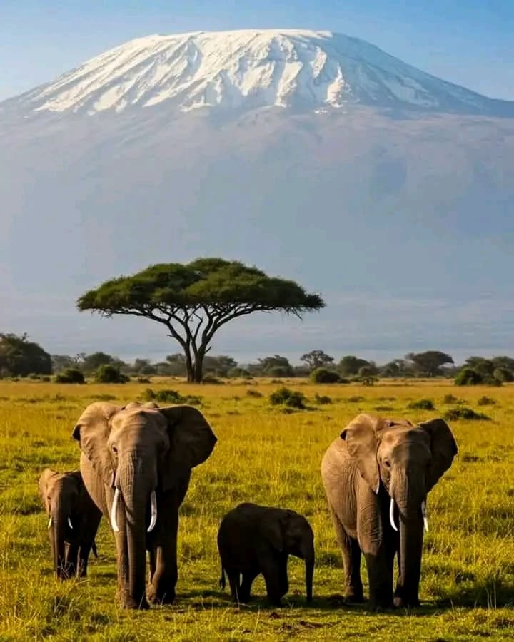 3-Day Day Amboseli and Tsavo West Safari Adventure - Gallery 2