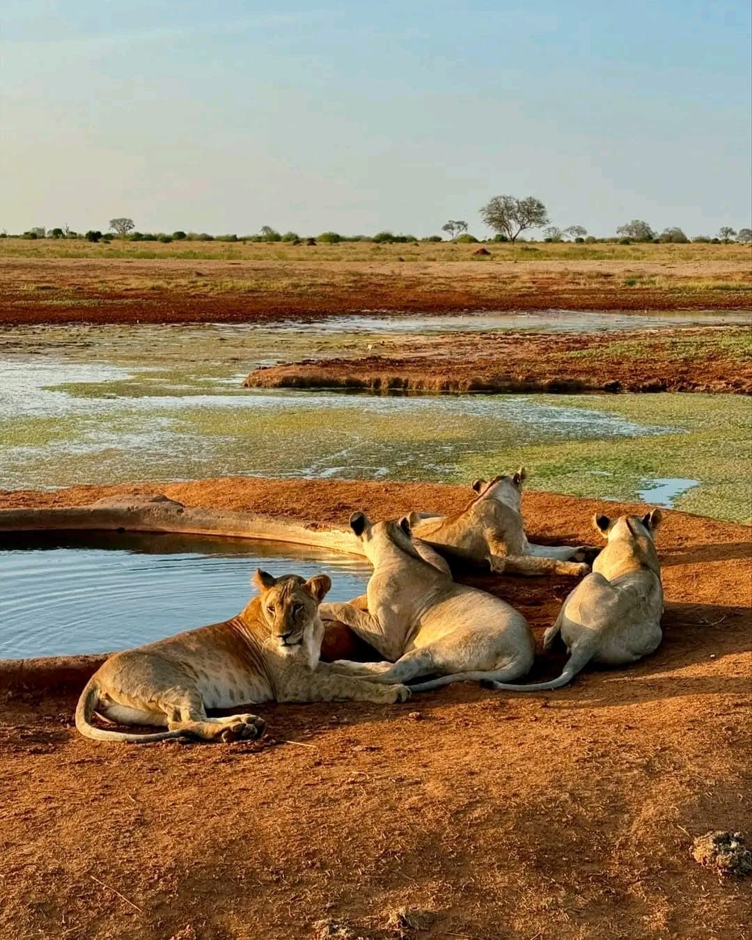 4-Day Amboseli Tsavo Wildlife Odyssey