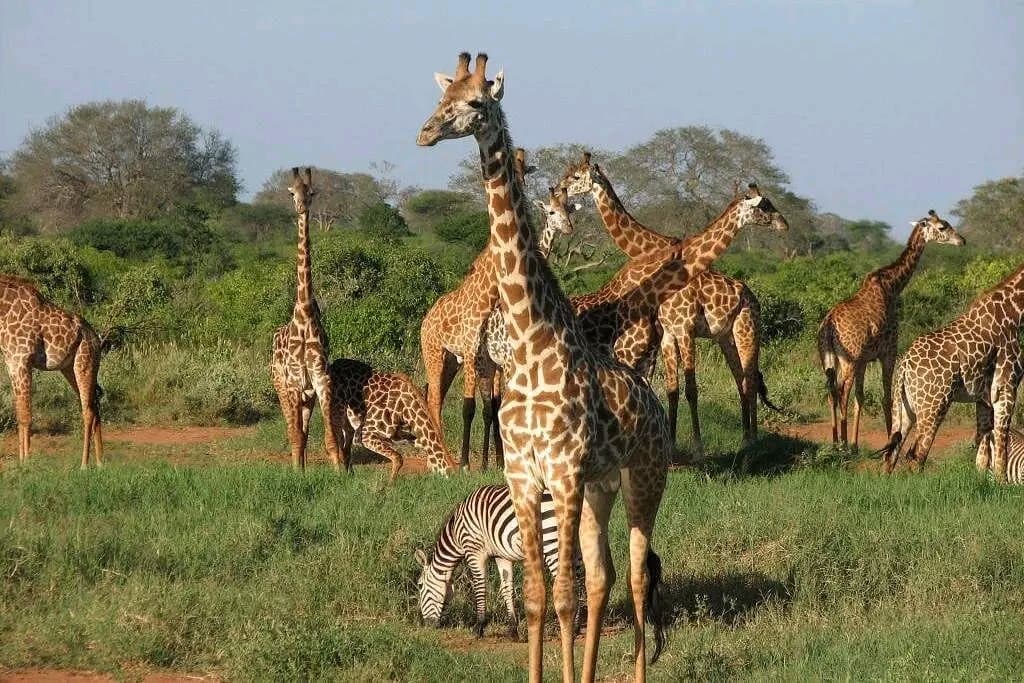 3-Day Day Amboseli and Tsavo West Safari Adventure - Gallery 1