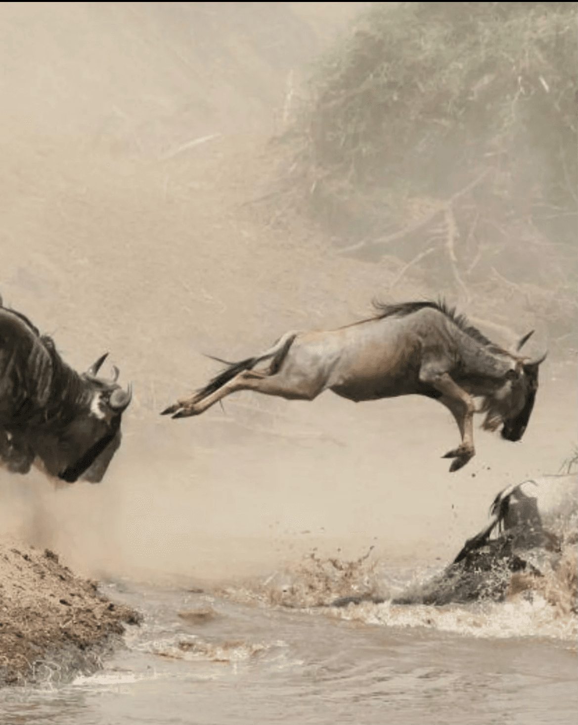 4-Day THE GREAT MIGRATION THRONE