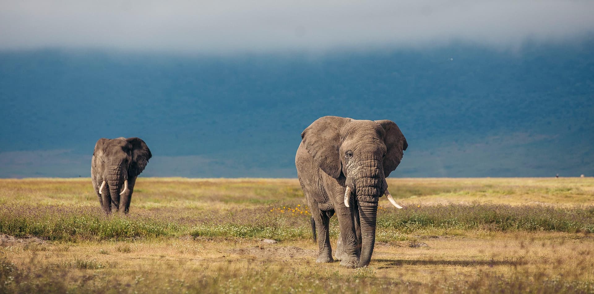 12-Day Tanzania Safari & Zanzibar Beach Holiday - Gallery 3