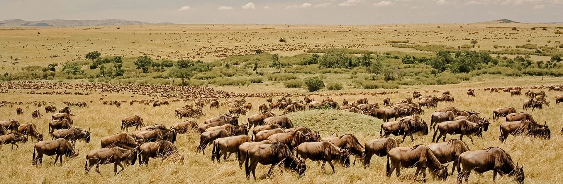 12-Day Tanzania Safari & Zanzibar Beach Holiday - Gallery 2