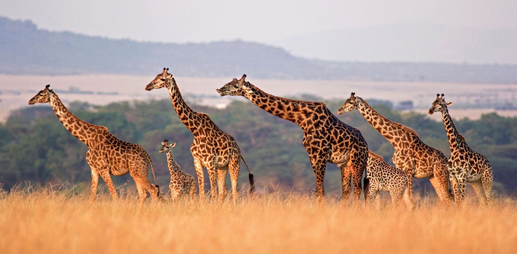 12-Day Tanzania Safari & Zanzibar Beach Holiday - Gallery 1