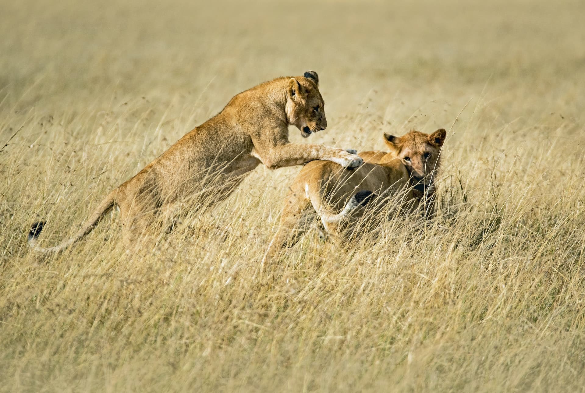 3-Day Tanzania Safari - Main