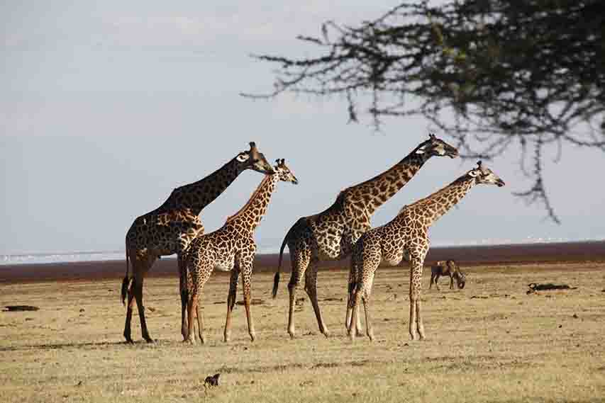 3-Day Tanzania Safari - Gallery 3