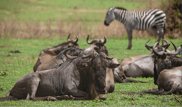 3-Day Tanzania Safari - Gallery 2