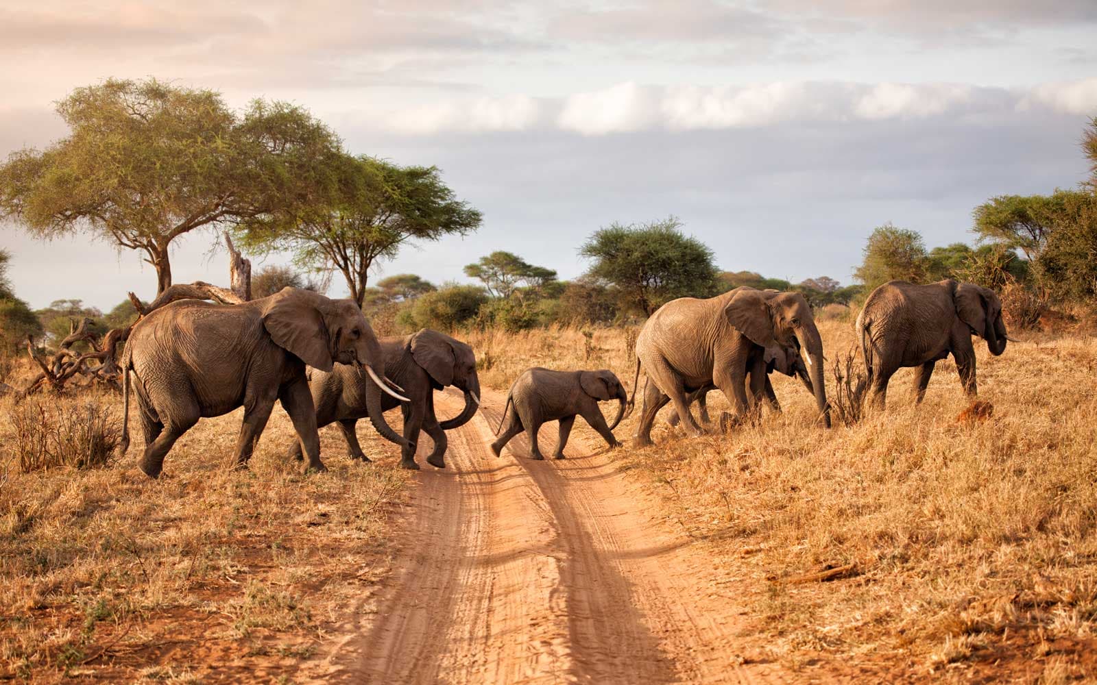 3-Day Tanzania Safari - Gallery 1