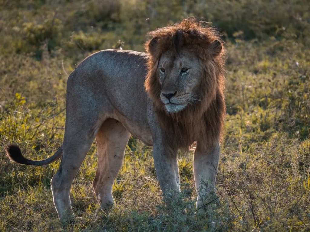 5-Day Budget Camping Safari & Materuni Waterfalls