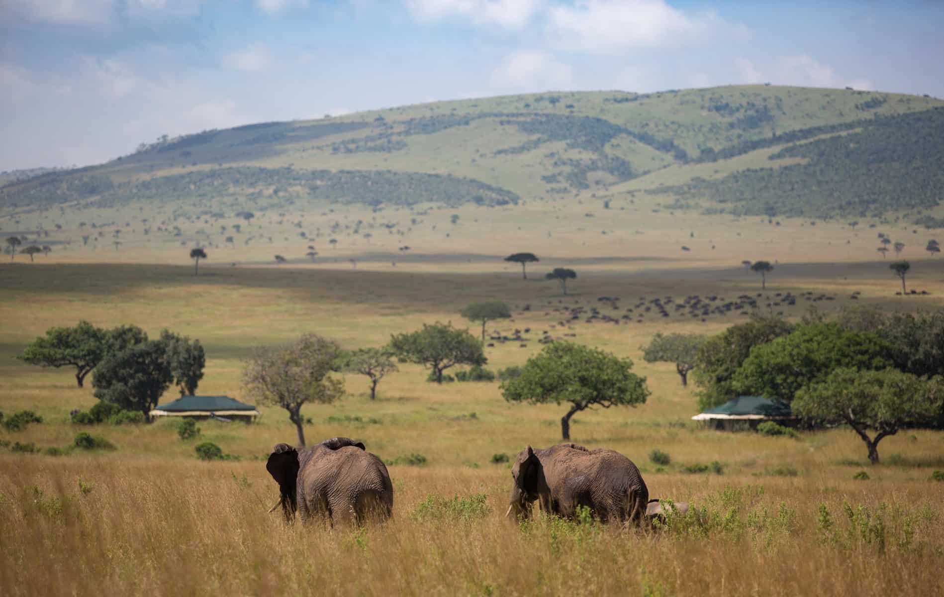 10-Day Fly-In Safari & Zanzibar Beach Holiday - Gallery 3