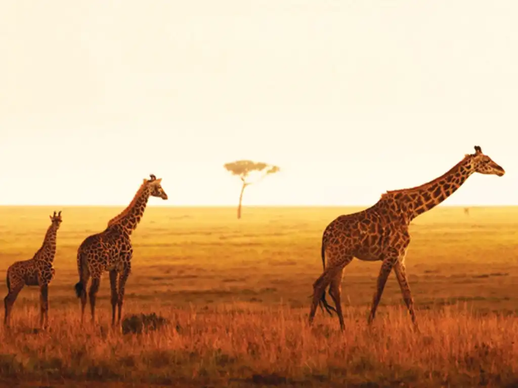 10-Day Fly-In Safari & Zanzibar Beach Holiday - Gallery 1