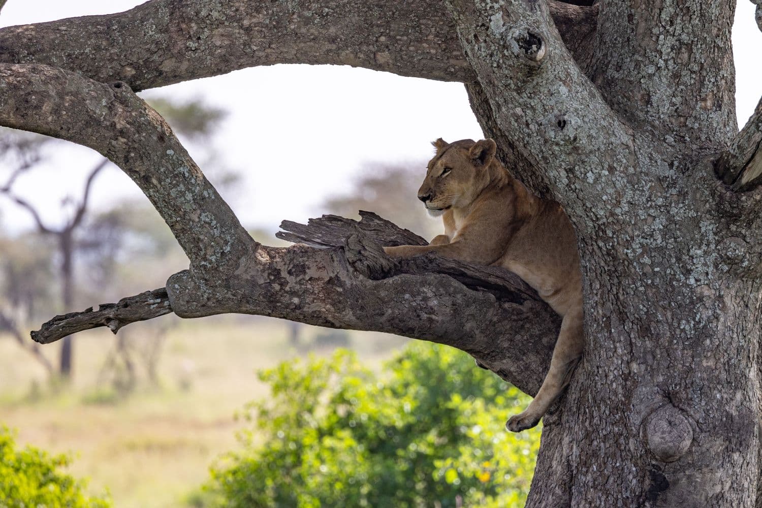 7-Day Ultimate Tanzania Northern Circuit Safari - Gallery 4