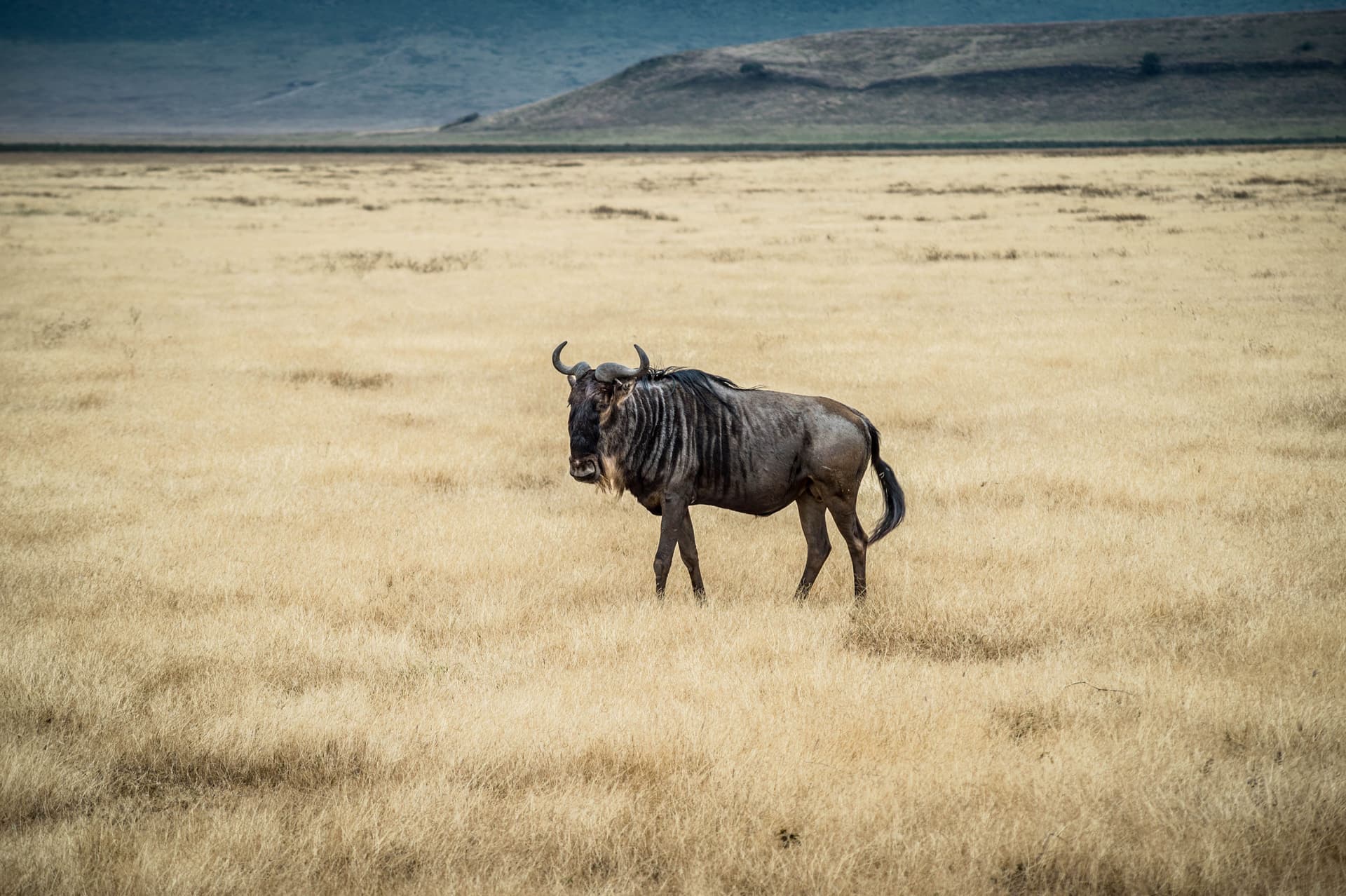 7-Day Ultimate Tanzania Northern Circuit Safari - Gallery 3