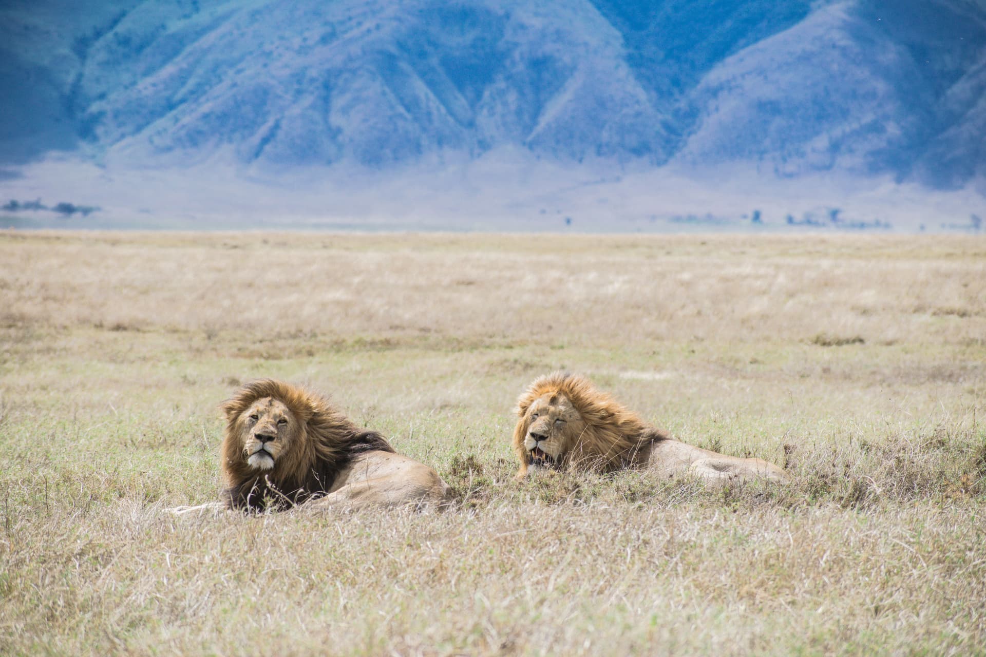 7-Day Ultimate Tanzania Northern Circuit Safari - Gallery 2