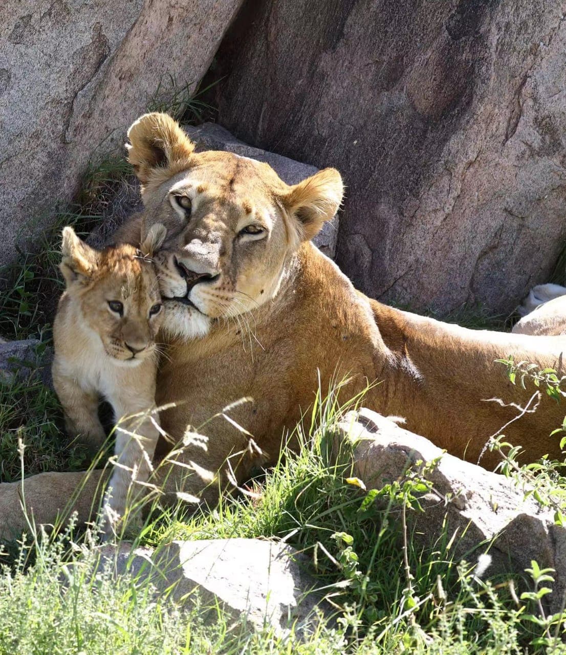 1-Day Trip: Arusha National Park Safari - Gallery 3