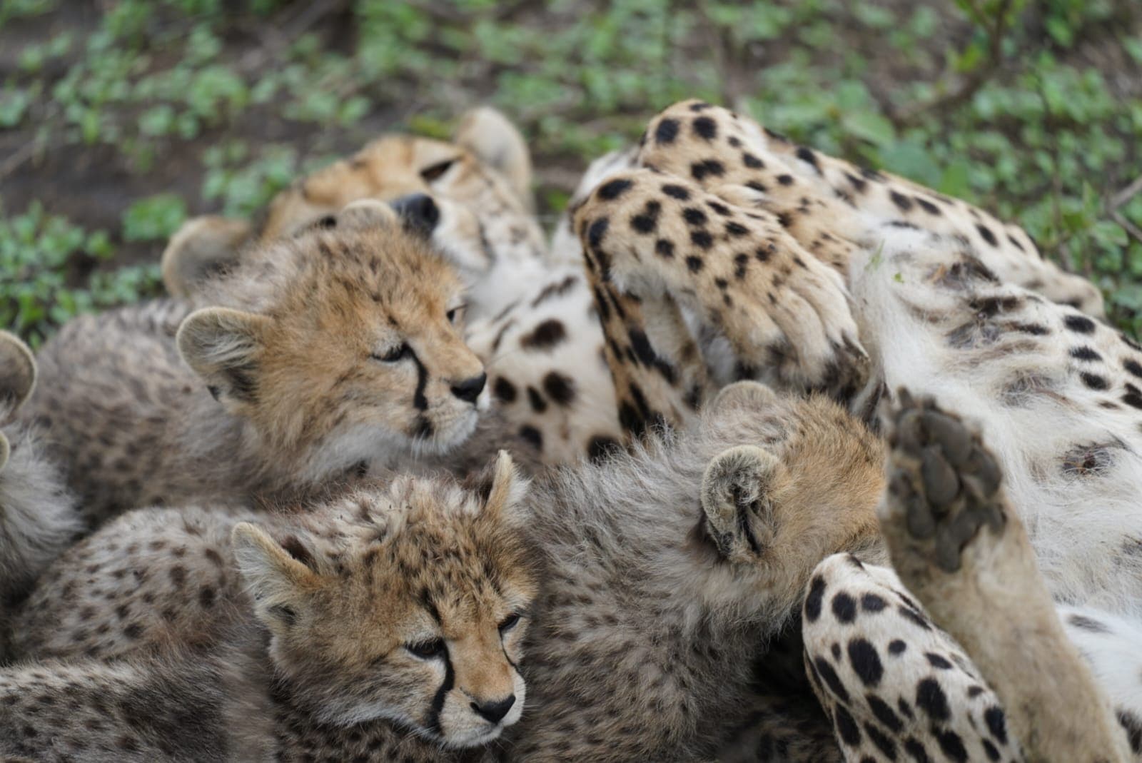 5-Day Budget Camping Safari – Northern Tanzania Adventure - Gallery 3