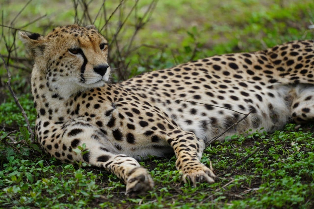 5-Day Budget Camping Safari – Northern Tanzania Adventure - Gallery 2