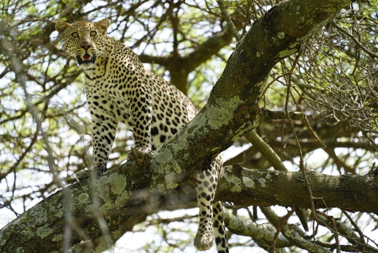 3-Day Classic Serengeti Safari Adventure - Gallery 4