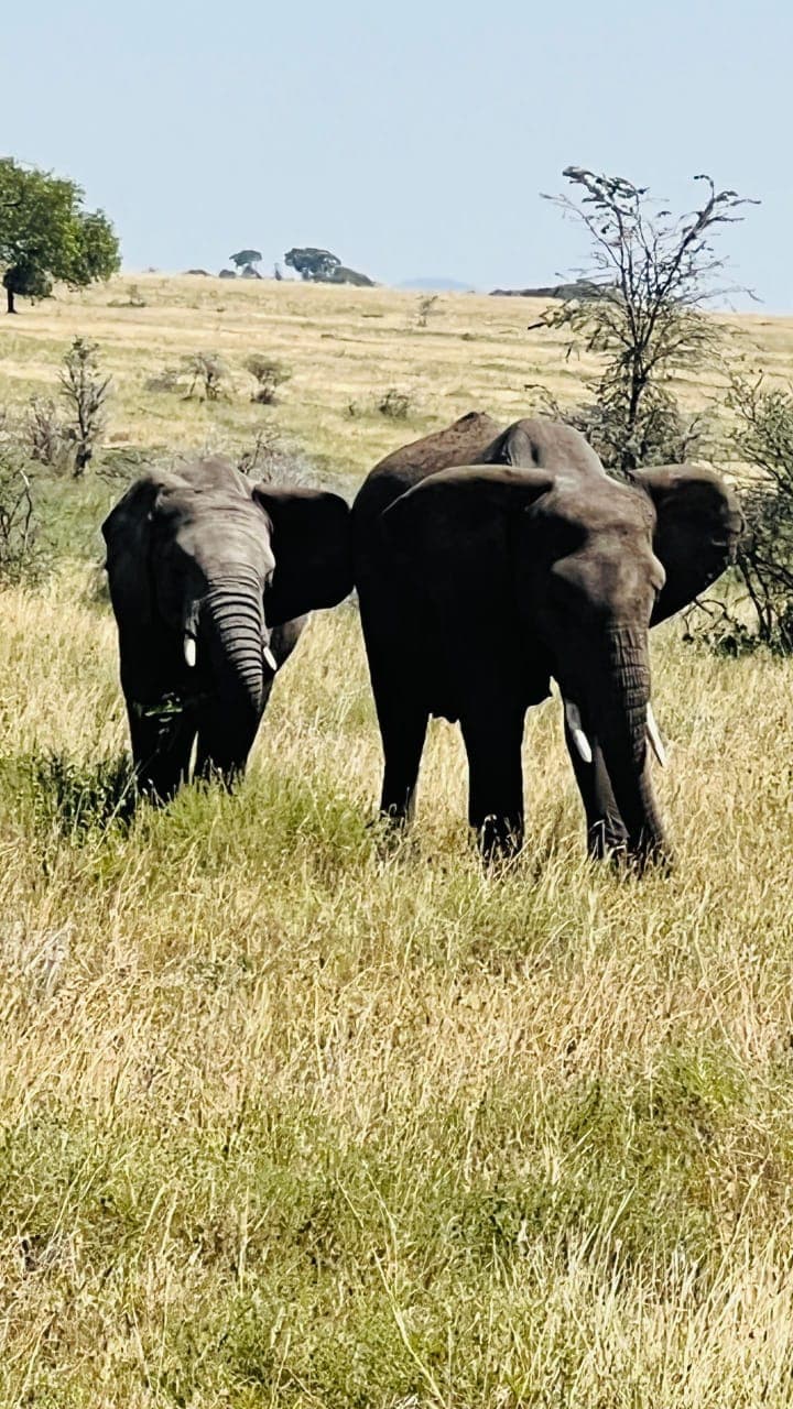 3-Day Shared Safari: Serengeti & Ngorongoro Crater - Gallery 1