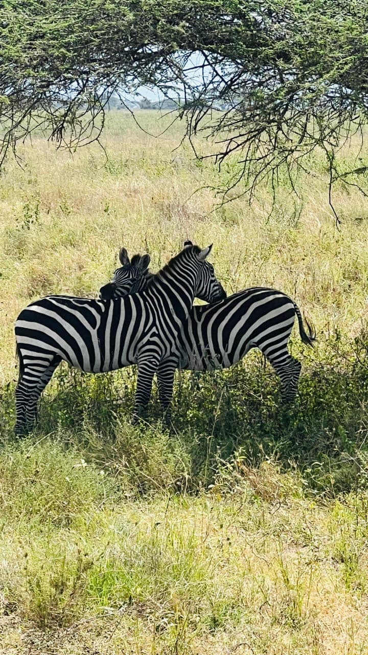 3-Day Classic Serengeti Safari Adventure - Gallery 3
