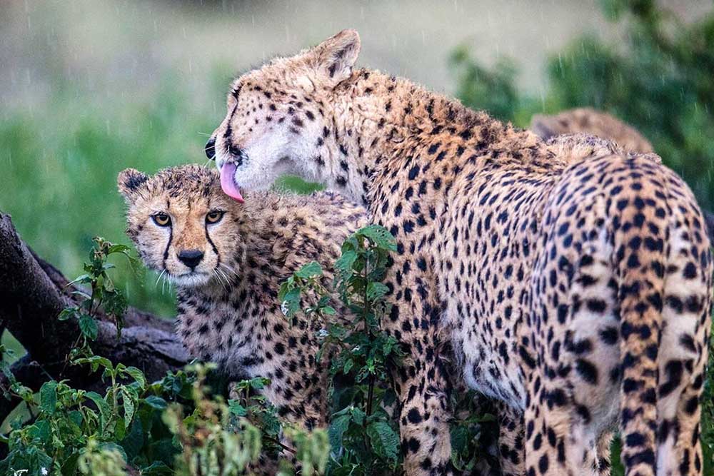 7-Day African Dream Safari - Gallery 2