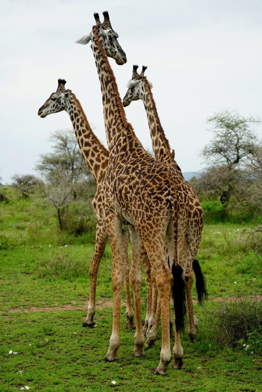 7-Day African Dream Safari - Gallery 1