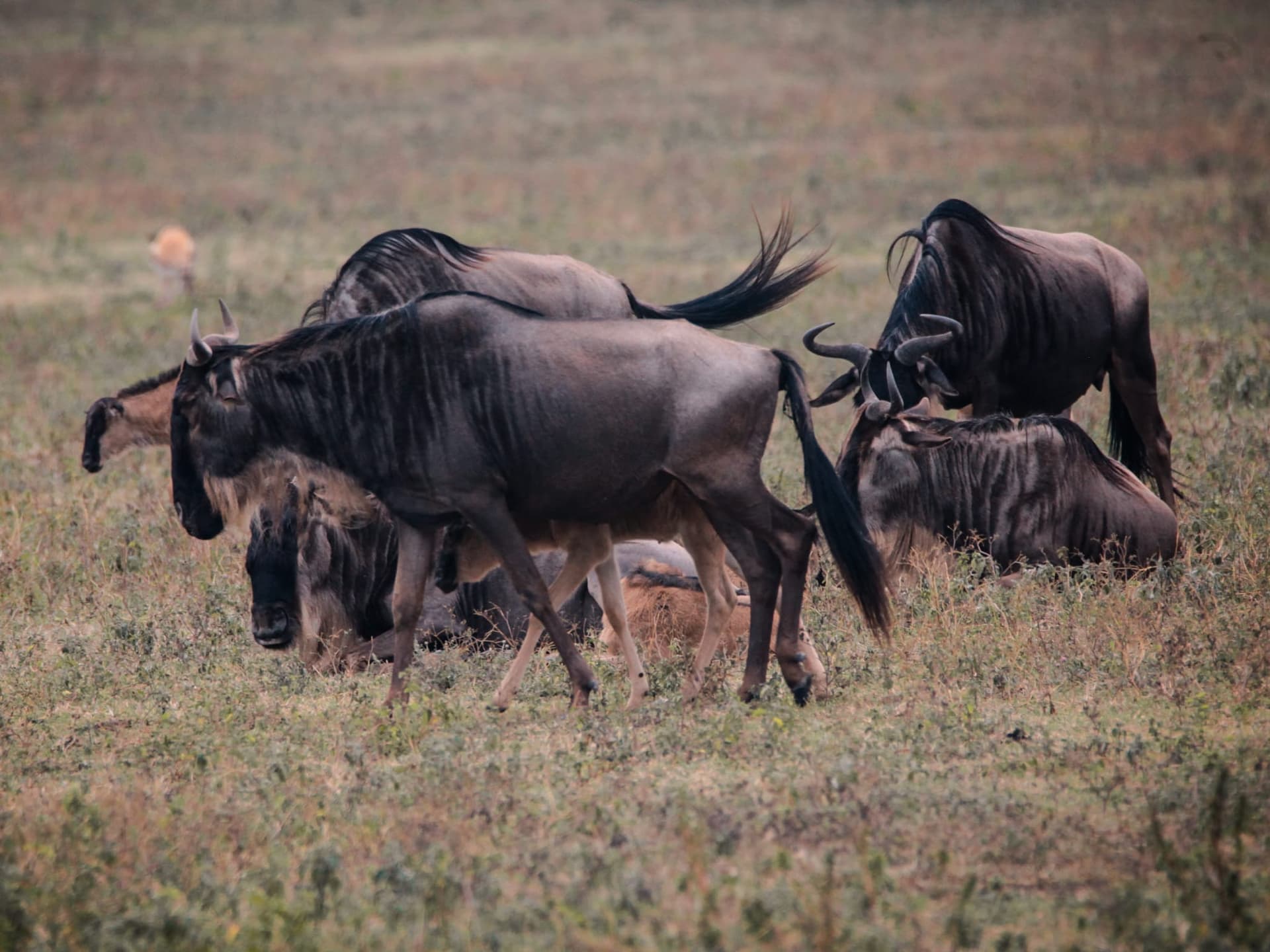 7-Day African Dream Safari - Main