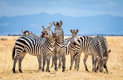 4-Day Tarangire National Park, Serengeti National Park & Ngorongoro Crater on Budget - Gallery 3