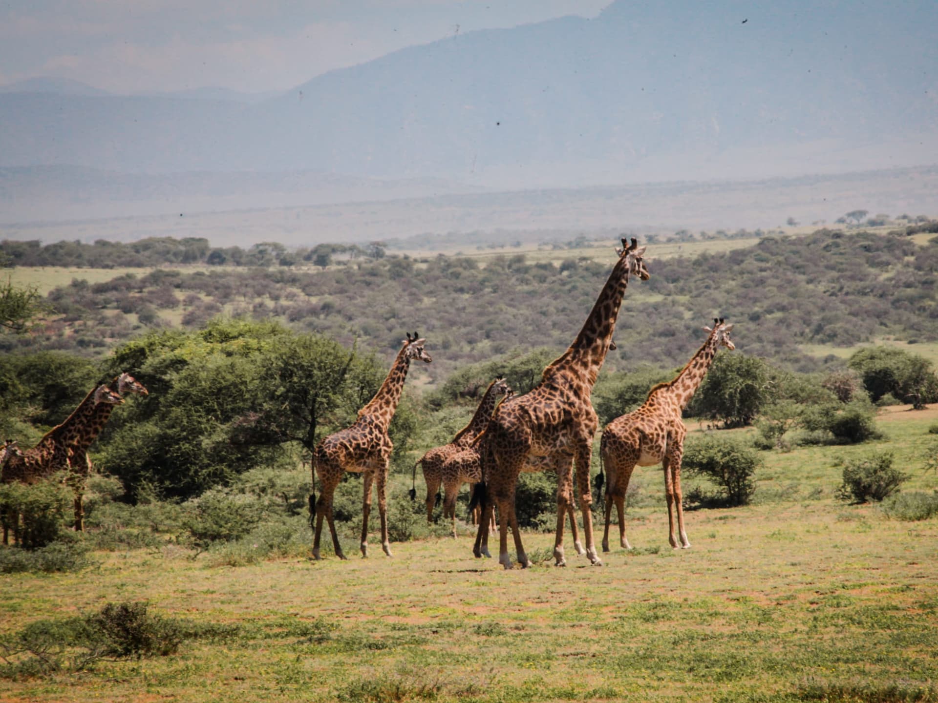 1-Day Trip: Ngorongoro Crater Safari - Gallery 3