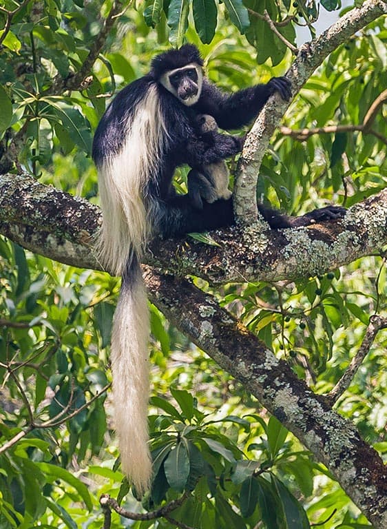 1-Day Trip: Ngorongoro Crater Safari - Gallery 1