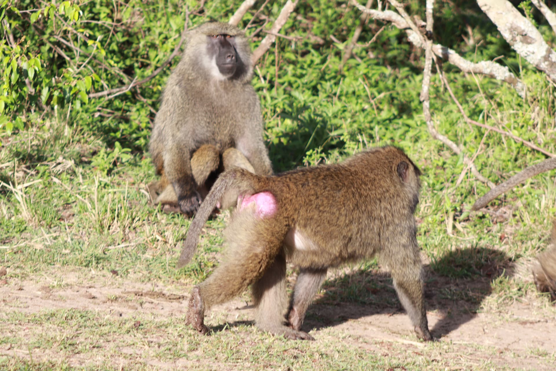 1-Day Nairobi National Park Day Trip (Safari Van) - Main