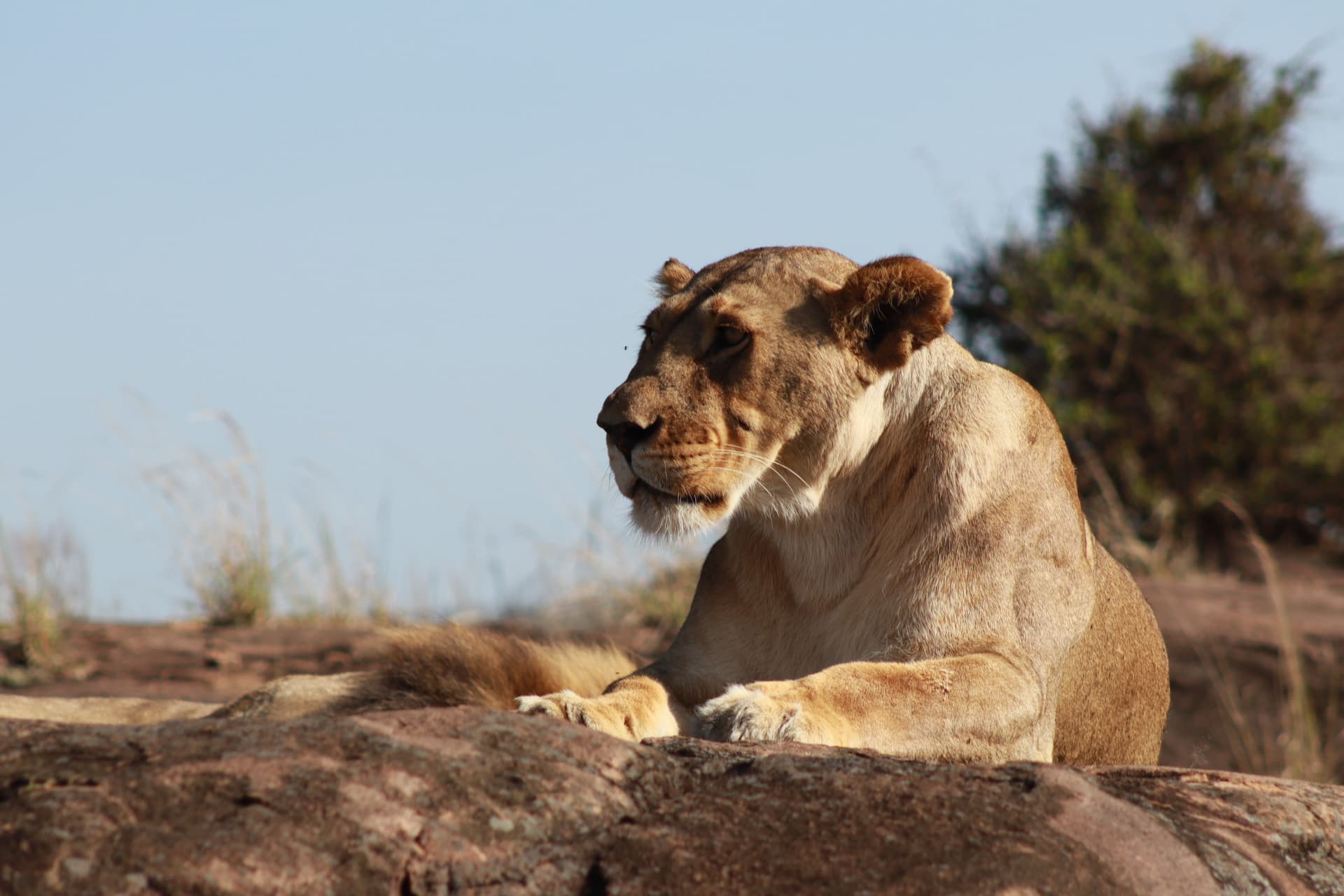 5-Day Lake Nakuru, Masai Mara & Lake Naivasha Safari - Main