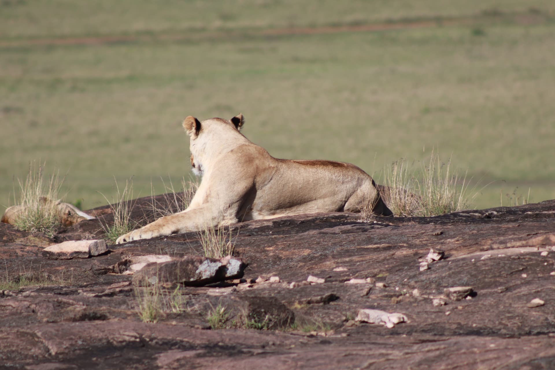 6-Day Samburu, Lake Nakuru & Masai Mara Safari - Gallery 4
